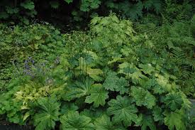 Attēlu rezultāti vaicājumam “Saxifragaceae”