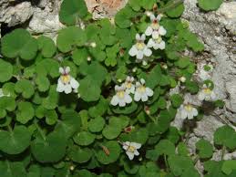 Image result for "Cymbalaria minor"