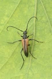 Attēlu rezultāti vaicājumam “Stenurella melanura”