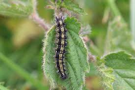Attēlu rezultāti vaicājumam “Aglais urticae”