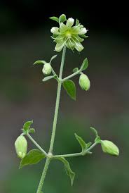 Attēlu rezultāti vaicājumam “Silene baccifera”