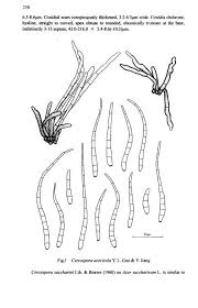 Attēlu rezultāti vaicājumam “Diderma ochraceum young”