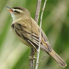 Attēlu rezultāti vaicājumam “Acrocephalus schoenobaenus adult”