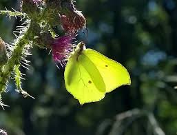 Attēlu rezultāti vaicājumam “Gonepteryx rhamni male”