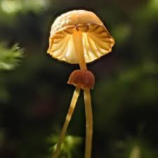 Attēlu rezultāti vaicājumam “Mycena acicula”