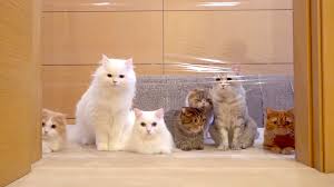 Image result for invisible cat