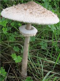 Attēlu rezultāti vaicājumam “Macrolepiota procera”