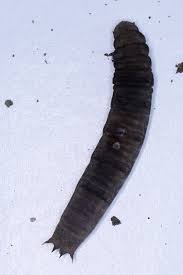 Attēlu rezultāti vaicājumam “Tipulidae larva”