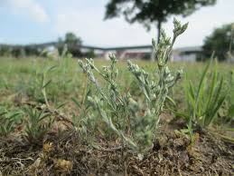 Attēlu rezultāti vaicājumam “Filago arvensis”