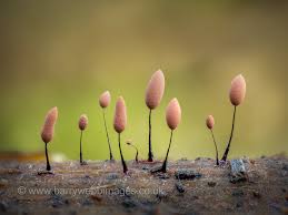 Attēlu rezultāti vaicājumam “Comatricha tenerrima stalked”