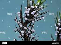 Attēlu rezultāti vaicājumam “Physarum leucopus stalked”