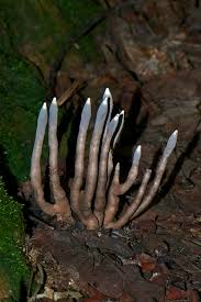 Attēlu rezultāti vaicājumam “Xylaria polymorpha”