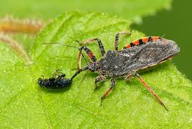 Attēlu rezultāti vaicājumam “Rhynocoris annulatus”