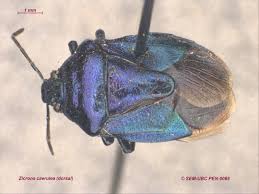 Attēlu rezultāti vaicājumam “Zicrona caerulea”