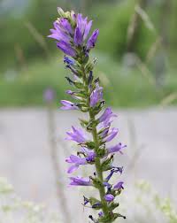 Image result for Campanula spicata