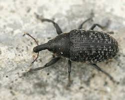 Attēlu rezultāti vaicājumam “Larinus sp.”