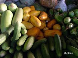 Attēlu rezultāti vaicājumam “Cucurbitaceae”