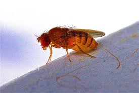 Attēlu rezultāti vaicājumam “Drosophila melanogaster”