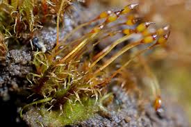 Attēlu rezultāti vaicājumam “Aulacomnium androgynum sporophyte”