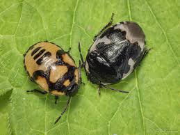 Attēlu rezultāti vaicājumam “Tritomegas bicolor nymph”