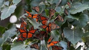 Image result for monarch butterfly