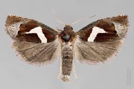 Attēlu rezultāti vaicājumam “Epiblema foenella”