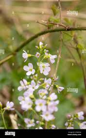 Attēlu rezultāti vaicājumam “Cardamine pratensis leaf”