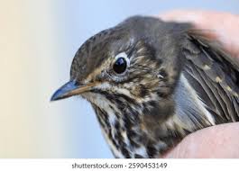 Attēlu rezultāti vaicājumam “Anthus trivialis adult”