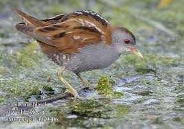 Image result for Porzana parva