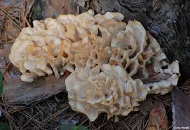 Attēlu rezultāti vaicājumam “Sparassis crispa”