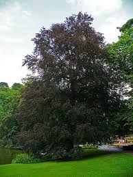 Attēlu rezultāti vaicājumam “Fagus sylvatica fo. purpurea”