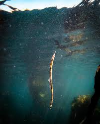 Image result for Triakis megalopterus