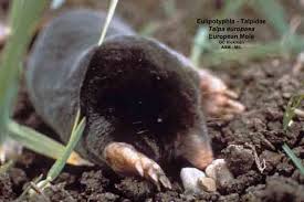 Attēlu rezultāti vaicājumam “Talpa europaea”