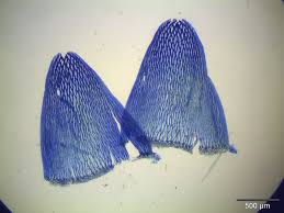 Attēlu rezultāti vaicājumam “Sphagnum flexuosum”