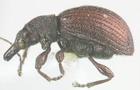 Image result for Coleoptera Curculionoidea