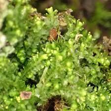 Attēlu rezultāti vaicājumam “Lophozia ventricosa”