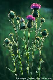 Attēlu rezultāti vaicājumam “Cirsium x rigens flower”