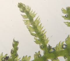 Attēlu rezultāti vaicājumam “Lepidozia reptans”