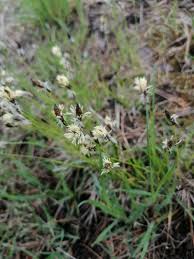 Attēlu rezultāti vaicājumam “Carex montana”