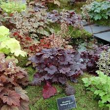 Image result for Heuchera `Midnight Rose`