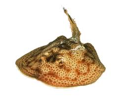 Image result for Styracura pacifica