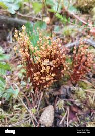 Attēlu rezultāti vaicājumam “Splachnum ampullaceum”