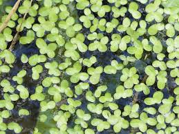 Attēlu rezultāti vaicājumam “Lemna gibba”