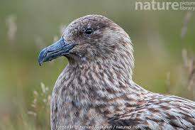 Image result for Stercorarius skua
