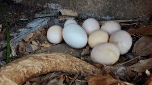 Attēlu rezultāti vaicājumam “Fulica atra eggs”