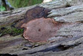 Attēlu rezultāti vaicājumam “Phellinus nigrolimitatus”