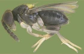 Attēlu rezultāti vaicājumam “Aleurochiton aceris nymph”