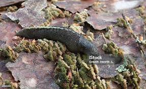 Attēlu rezultāti vaicājumam “Limax cinereoniger”