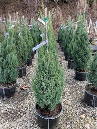 Attēlu rezultāti vaicājumam “Juniperus chinensis”