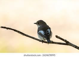 Attēlu rezultāti vaicājumam “Ficedula hypoleuca female”